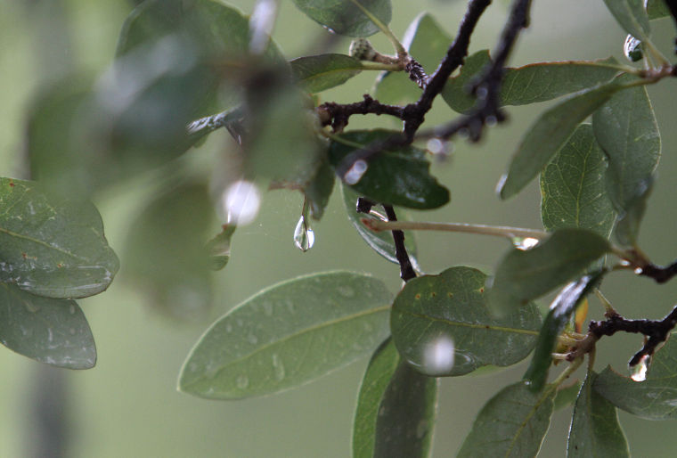 Rain & Flooding